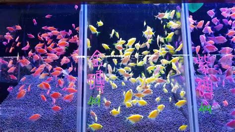 金磚魚好養嗎|【金磚魚好養嗎】 新手必看！金磚魚好養嗎？飼養心得一次公開